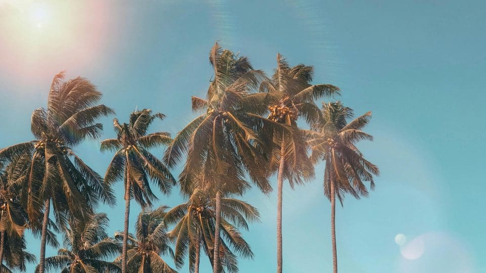 Palmbomen